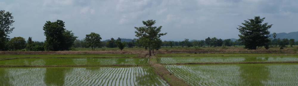 Reisfelder bei Uttaradit